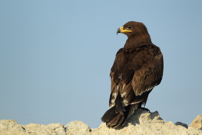 Steppe Eagle (Steppearend)