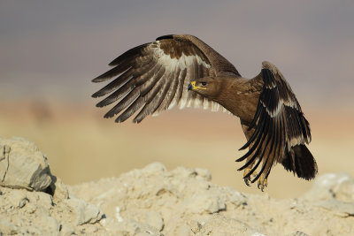 Steppe Eagle (Steppearend)
