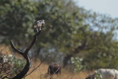 Bonelli's Eagle (Havikarend)