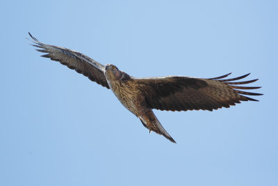 Bonelli's Eagle (Havikarend)
