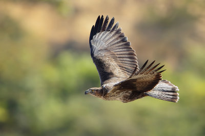 Bonelli's Eagle (Havikarend)