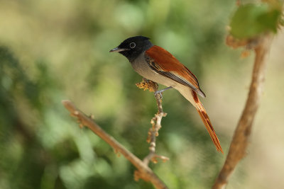 African Paradise Flycatcher (Afrikaanse Paradijs Monarch)