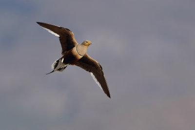 Chestnut-bellied Sandgrouse (Roodbuikzandhoen)