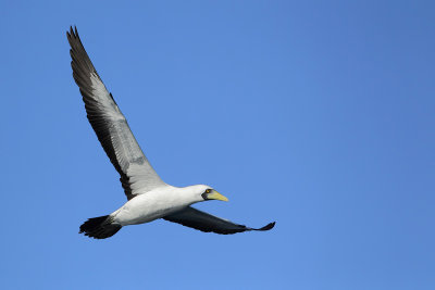 Masked Booby (Maskergent)