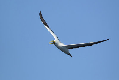 Masked Booby (Maskergent)