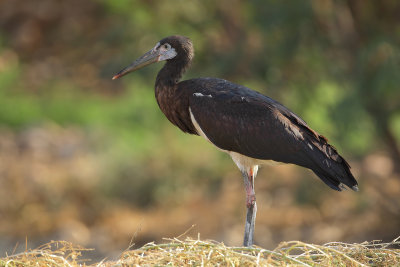 Abdim's Stork (Abdims Ooievaar)