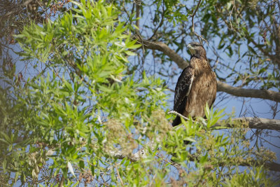 Crested Honey Buzzard (Aziatische Wespendief)