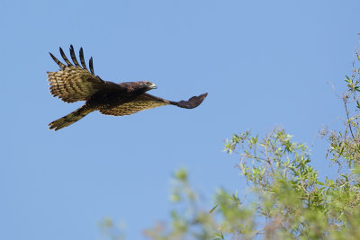 Crested Honey Buzzard (Aziatische Wespendief)