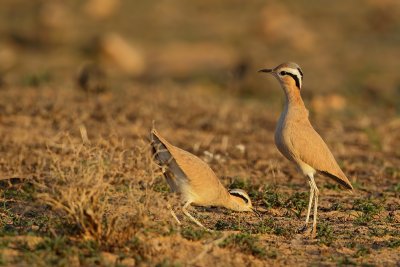 Cream Coloured Courser (Renvogel)