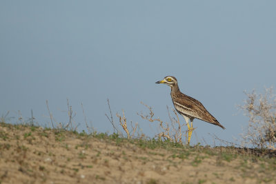 Stone Curlew (Griel)
