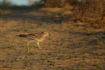 Stone Curlew (Griel)