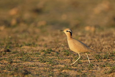 Cream Coloured Courser (Renvogel)