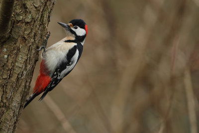 Greater Spotted Woodpecker (Grote Bonte Specht)