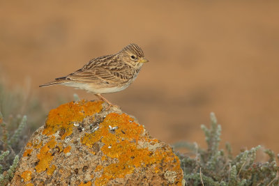 Little Short-toed Lark (Kleine Kortteenleeuwerik)