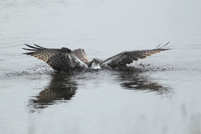 Osprey (Visarend)