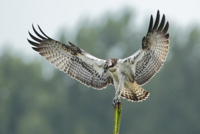 Osprey (Visarend)