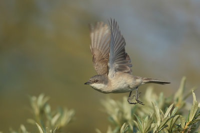 Lesser Whitethroat (Braamsluiper)