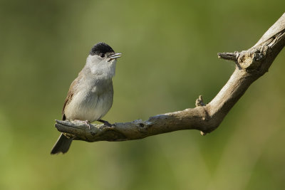 Blackcap (Zwartkop)