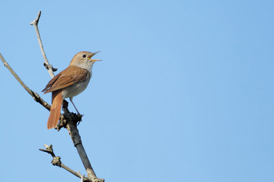 Nightingale (Nachtegaal)