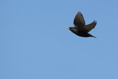 Spotless Starling (Zwarte Spreeuw)