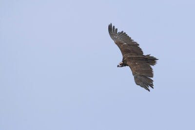 Cinereous Vulture (Monniksgier)