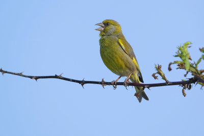 Greenfinch (Groenling)