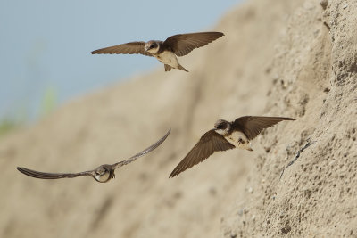 Sand Martin (Oeverzwaluw)