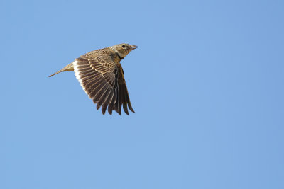 Calandra Lark (Kalander Leeuwerik)