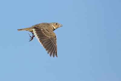 Calandra Lark (Kalander Leeuwerik)