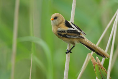 Bearded Tit (Baardmannetje)