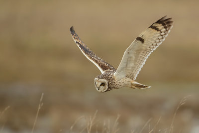 Short Eared Owl (Velduil)