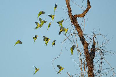 Monk Parakeet (Monniksparkiet)