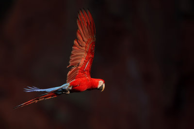 Red and Green Macaw (Groenvleugelara)