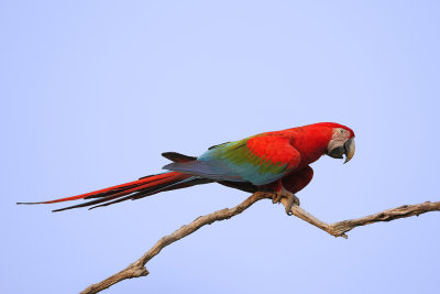 Red and Green Macaw (Groenvleugelara)