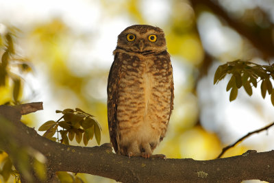 Burrowing Owl (Konijnuil)