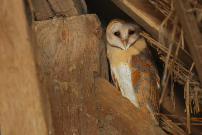 Barn Owl (Kerkuil)