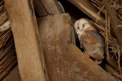 Barn Owl (Kerkuil)