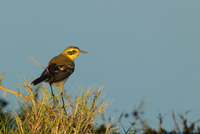 Green Backed Wagtail (Oostelijke Gele Kwikstaart)