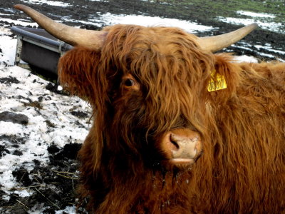 Brandenbjerg Highland cattle