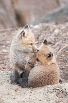 Renard roux - Red fox - Vulpus vulpus