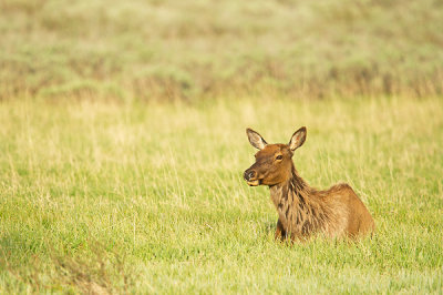 Wapiti - Elk - Cervus canadensis