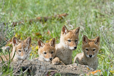 Coyote puppies - _BBB7207.jpg