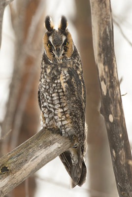 Hibou moyen-duc - Long-eared owl - Asio otus