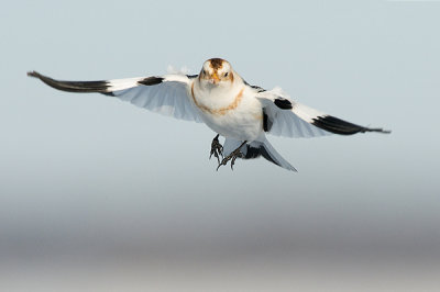 Bruant des neiges - Snow bunting - Plectrophenax nivalis