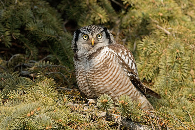 Chouette épervière - Northern hawk owl - Surnia ulula