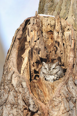 Petit-duc maculé - Eastern screech owl - Otus asio