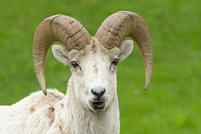 Mouflon des Rocheuses - Bighorn sheep - Ovis canadensis