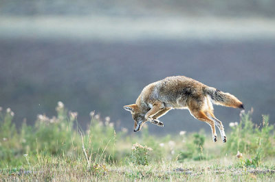 Coyote - Coyote - Canis latrans