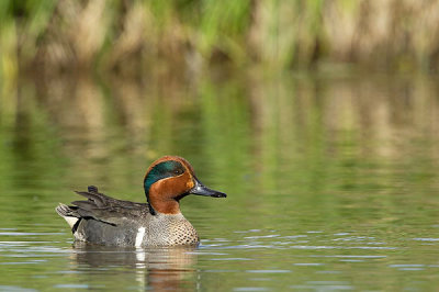 Sarcelle d'hiver - Green winged teal - Anas crecca
