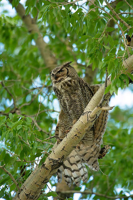 Grand-duc d'Amérique - Great horned owl - Bubo virginianus